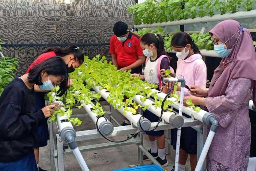 hidroponik di sekolah menengah pertama negeri 3 kuta selatan