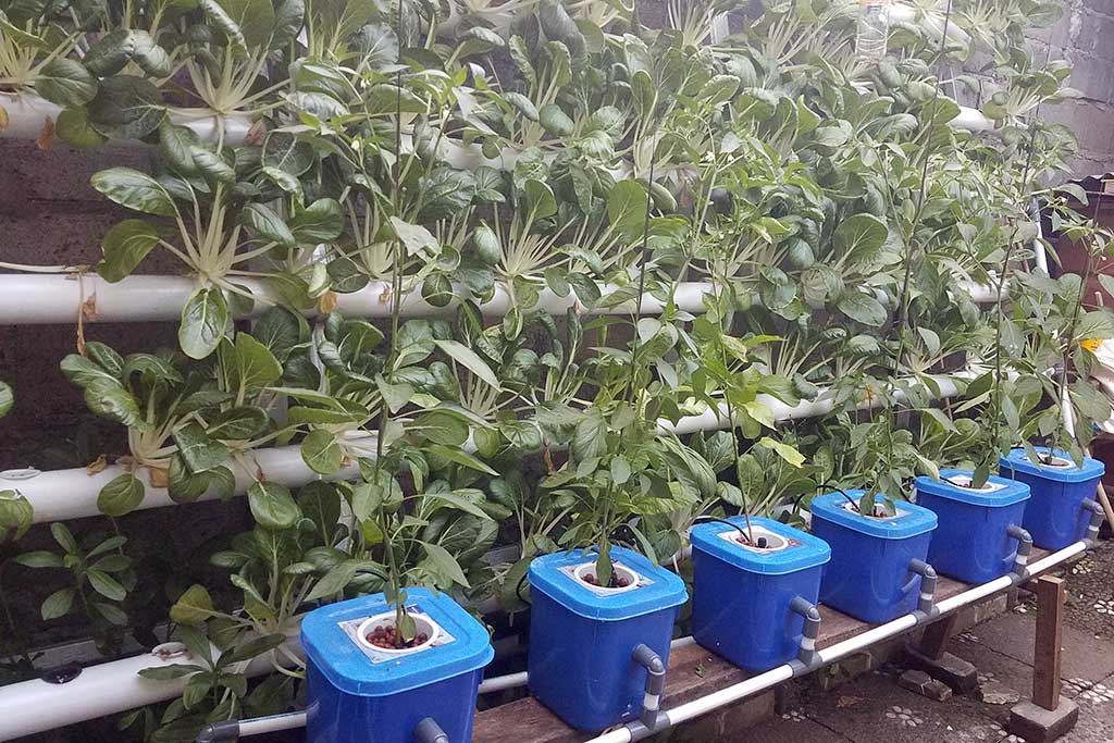 Hydroponic DFT and Dutch Bucket