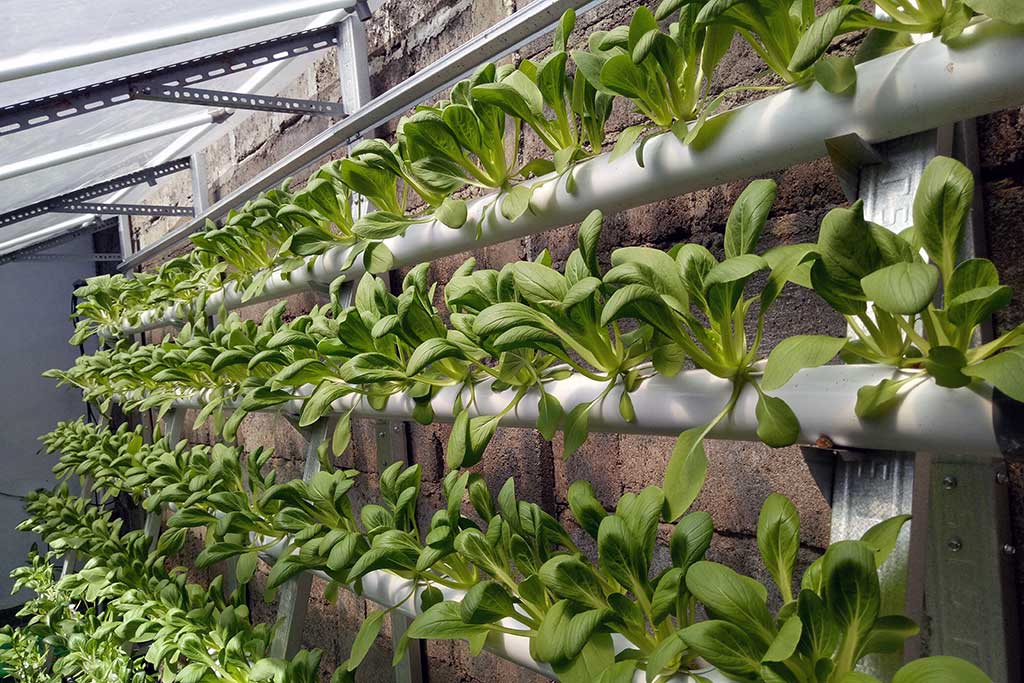 Long Hydroponic in Klungkung