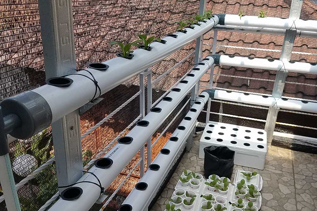 Hidroponik Legian Kuta