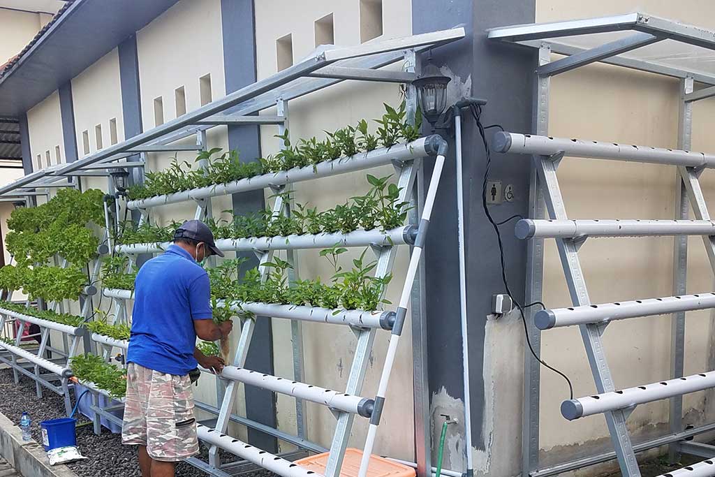 Hydroponic System in Tabanan